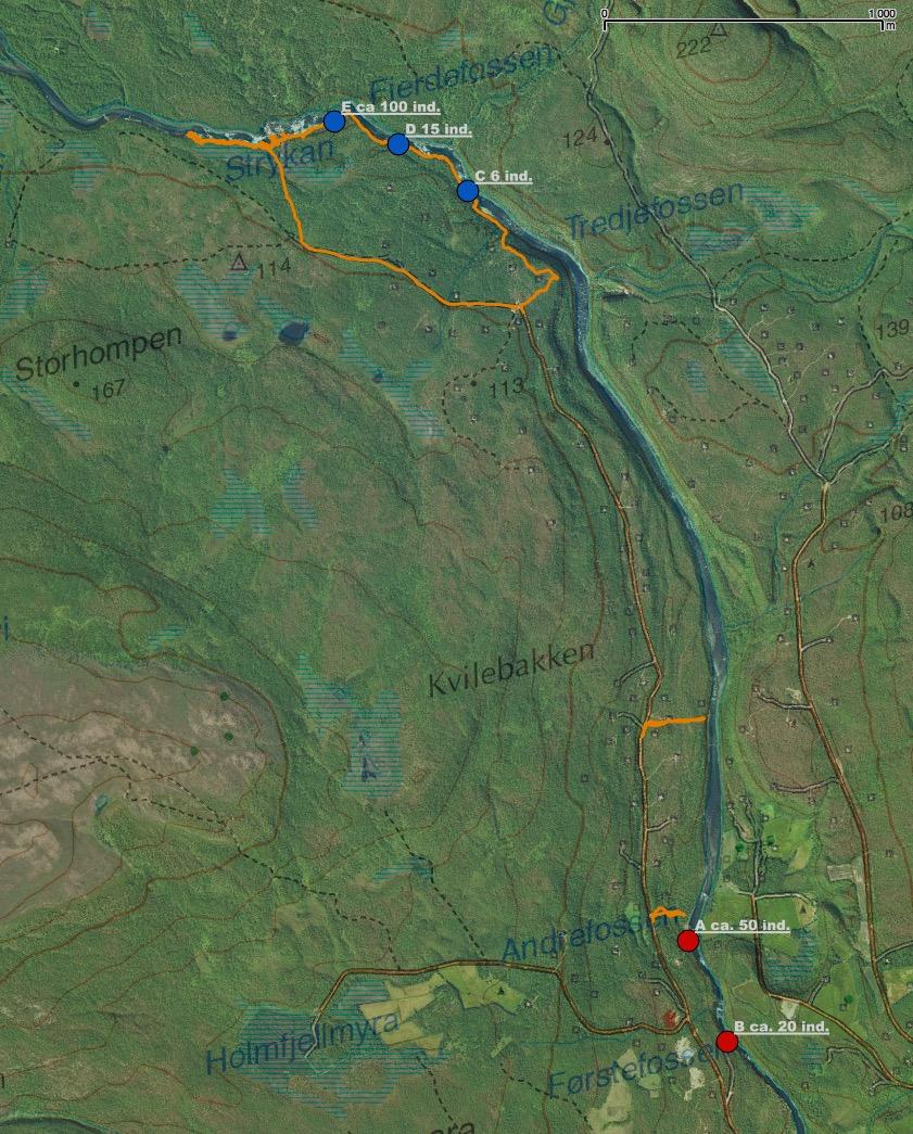 Kveinhavre langs Vestre Jakobselv - søk etter nye forekomster i 2013 Ecofact rapport 446 B. Tidligere kjent forekomst i sprekker og berghyller nedstrøms Andrefossen (ca.