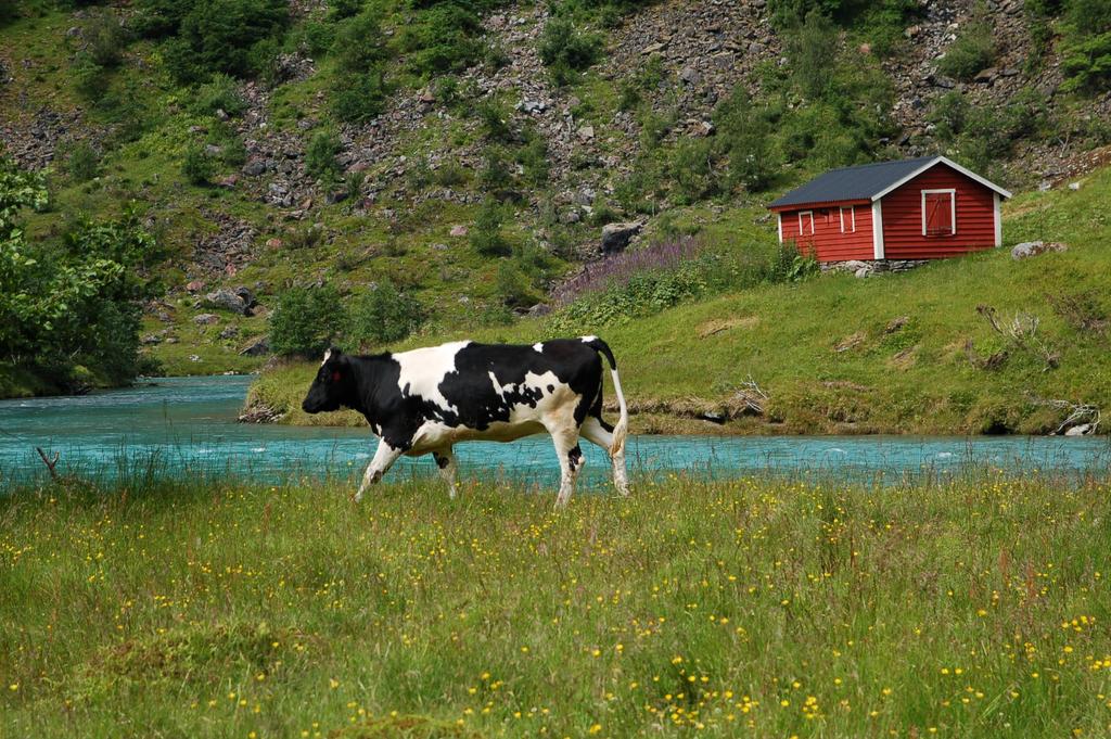 Areal Oppretthalde areal Tradisjonell hevd Kantsoner Slått/beiting Tradisjonel hevd