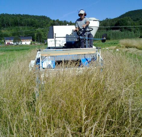 I gjennomsnitt for fem forsøk i 2000-2002 førte sprøyting med standard Moddus-dose til en avlingsøkning på 12-17 % prosent sammenlignet med ubehandla ruter (Aamlid et al. 2003).