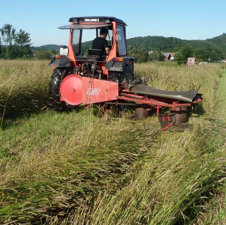 Ved hvert av de to skårleggingstidspunktene ble det høsta inn tilfeldige frøtopper som ble håndtresket og renset før vannprosenten ble bestemt i ca 20 g frø etter tørking i 1t ved 120-130 o C.