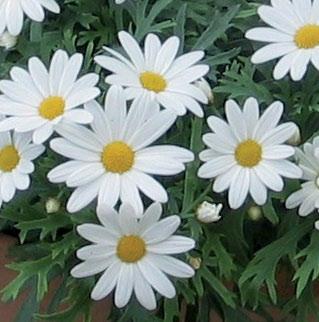 Margeritter Chrysanthemum Frutescens hvit i