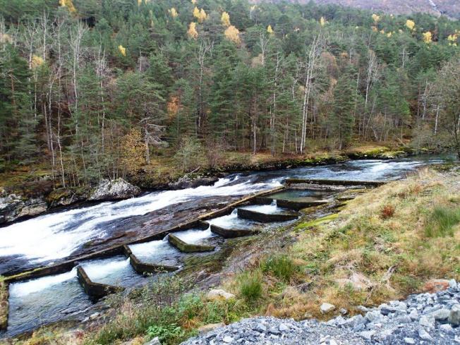 Det har vært drevet kultivering i elven siden 1932, og klekkeriet skal være Norges eldste. Det har stort sett vært satt ut plommesekkyngel i sent stadium (Ragnar Kaland, pers medd.).