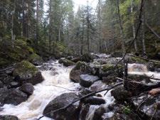 på Østlandet Mosaikk: Totalt 2 naturtype(r) registrert: Skogsbekkekløft F09 - Lavlands-granbekkekløft på Østlandet F0903