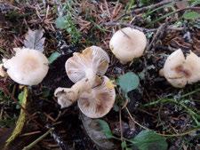 2014, sammen med Torbjørn Høitomt i BioFokus. Undersøkelsen ble gjort som en del av etterundersøkelser av flora og naturtyper i elver med planlagt småkraftutbygging, på oppdrag fra NVE.