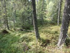 Beliggenhet og naturgrunnlag: Lokaliteten ligger langs Skardselvi i dalen nord for Gulsvik, ved nordenden av Krøderen.