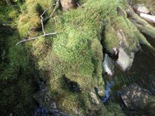 Undersøkelsen ble gjort som en del av etterundersøkelser av flora og naturtyper i elver med planlagt småkraftutbygging, på oppdrag fra NVE.