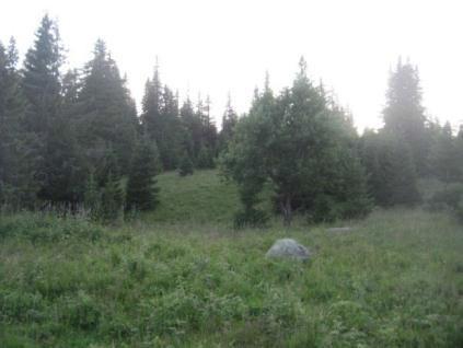 skogsbilveien mellom Gjerdingen og Katnosa.