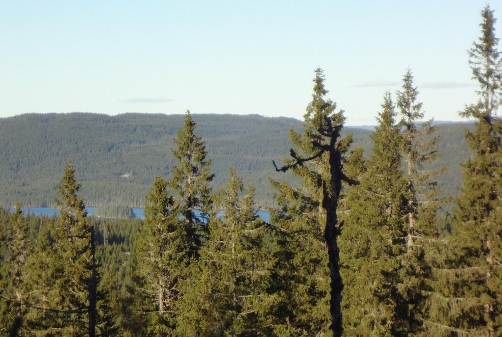 Konsekvenser av planforslaget Figur 5-18: Bilde (med full zoom) tatt fra hogstflate nord på Branntjernhøgda.