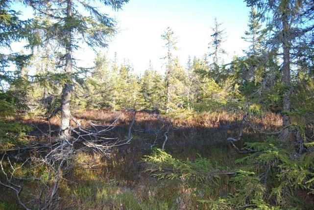 Konsekvenser av planforslaget Folaputten Folaputten ligger like øst for Bislingen