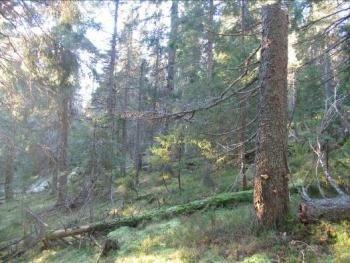 Konsekvenser av planforslaget Skogen Skogen i området lar seg klassifisere i tre typer, gammelskog/urskog, blåbærgranskog og fjellskog av gran med innslag av bjørk. Gammel barskog (nr.