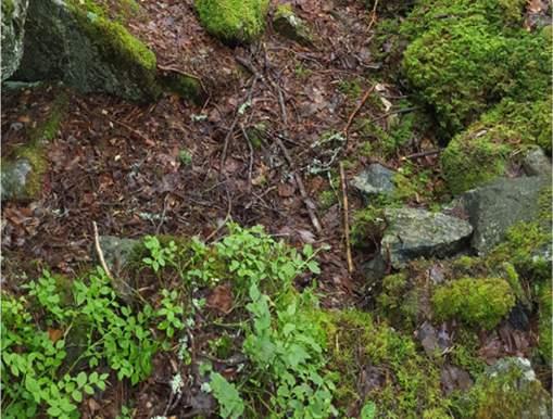 Objekt (nr/ art) T1 (tuft) Bevares Foto Beskrivelse Halvmåneformet steinsetting