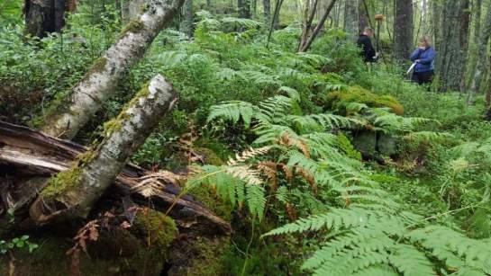 Åkeren ligger mellom bergvegg og tufta etter løa.