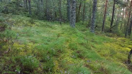 7 (åker) 8 (åker) Foto kan ikke vises på grunn av mye vegetasjon.