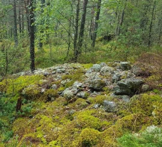 R17 Bevares R18 Bevares Rydningsrøysa ligger ikke tilknyttet registrert åker, men området kan også ha blitt ryddet for