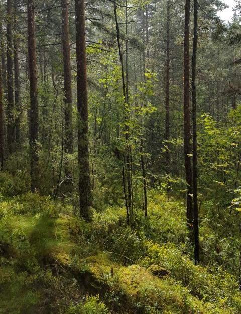 Røysen er vanskelig å se da den er nesten går i ett med terrenget. I utstrekning er den ca. 3,5x5 meter.