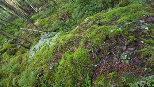 R21 Røysa ligger tett inntill åker 7. Stein har trolig kommet fra etablering av denne.