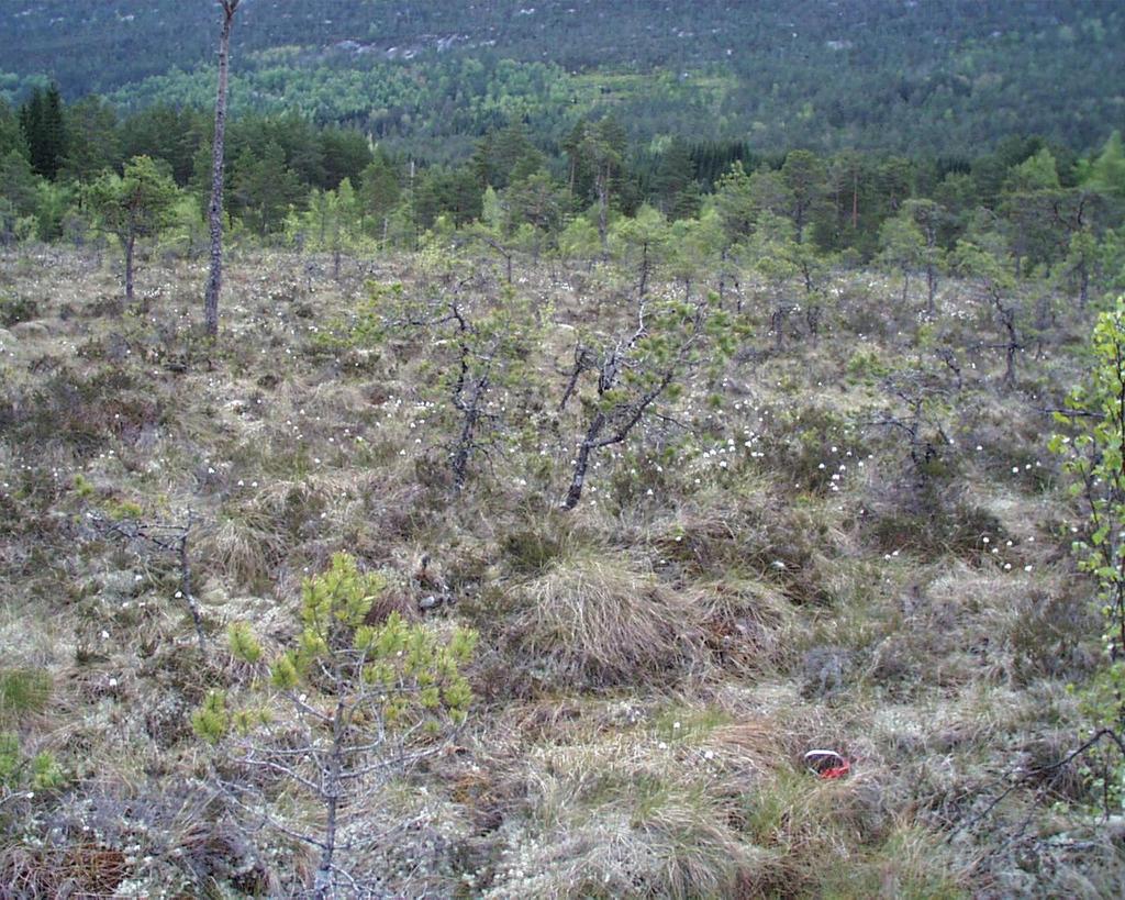 Kloppemyrane naturreservat.