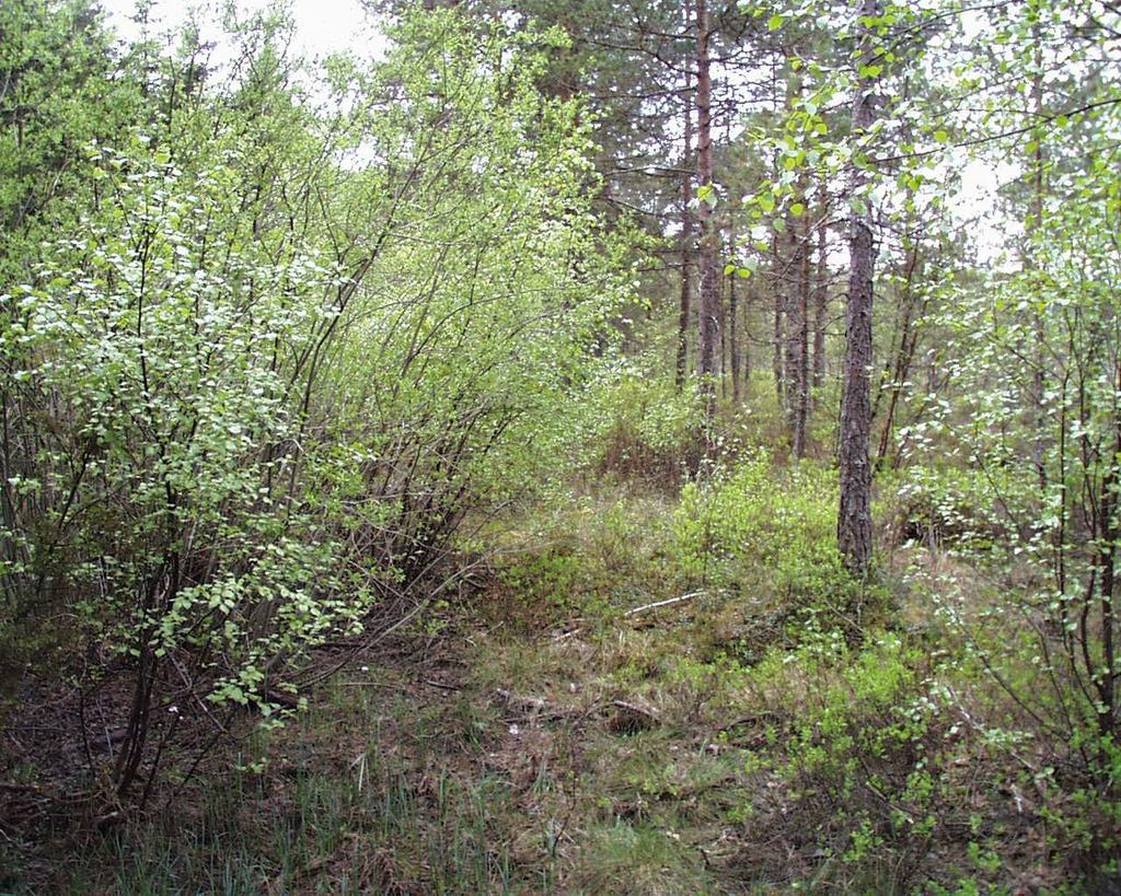 Laggen på søraustsida, sett i vestleg retning. Biletet er teke på same stad som føregåande. Til høgre ser ein kantskogen på høgmyra; til venstre er laggen med flaskestorr og frodig oppslag av buskar.