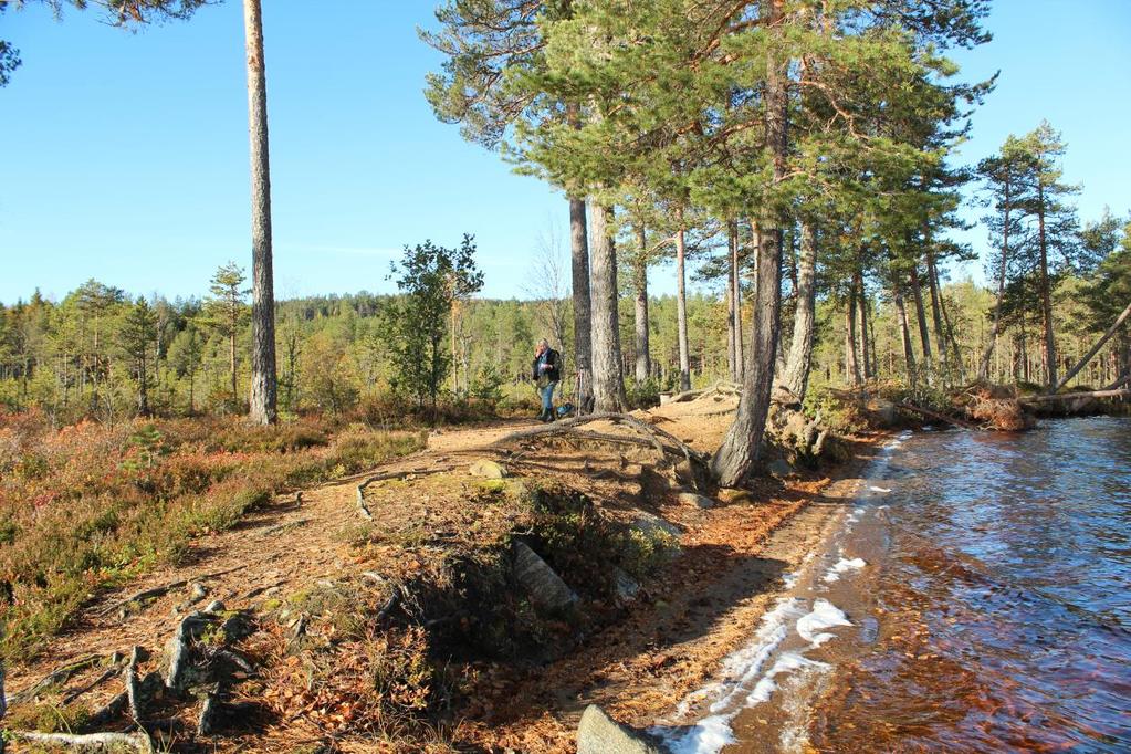 R158171 Bosetning-/aktivitetsområde på gbnr 159/1 Baronskog ID 158171 bosetning-/aktivitetsområdet ligger på en sandbank på et lite nes ved kanten av Bjørknessjøen.