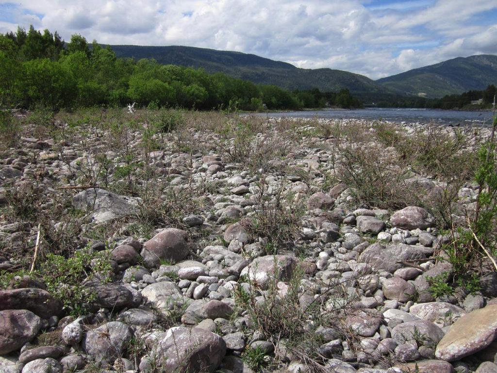 Åpen flommark (elveør) Åpen flommark (elveør) Åpne arealer langs vassdrag med varierende substrat, fra elveør med grovt substrat til rene