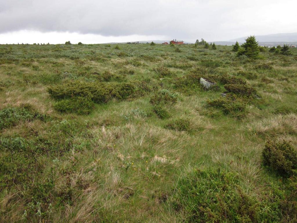 Boreal hei med rik beiteeng i forgrunnen, gradvis