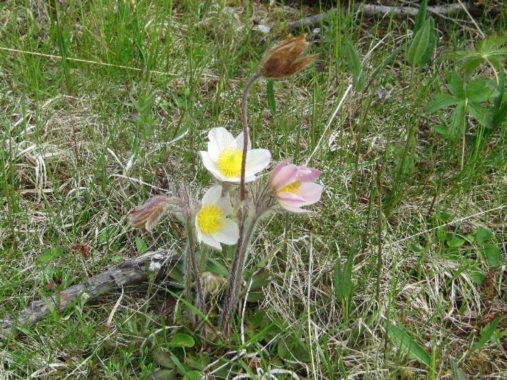 Mogop (NT) fylkesblomst, nærmere 50 % av forekomstene i Oppland Knyttet til kalkrike rabber i