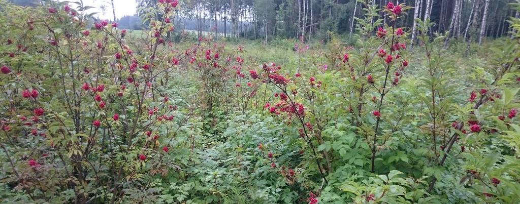 Konsekvensutredning Naturmiljø 63 Langs Vassflobekken er det kjempespringfrø, med tette bestander lengst nord på Vinterbrosletta, fra Nøstvetveien til utlkøpet i Gjersjøen.