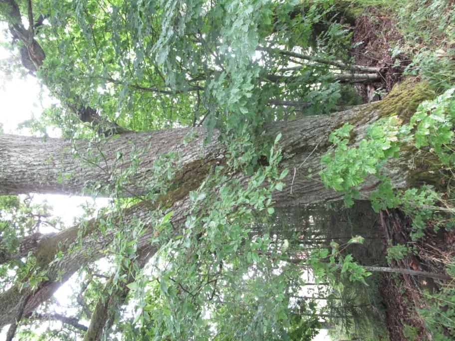 Konsekvensutredning Naturmiljø 90 Skjøtsel og hensyn: Trærne bør i størst mulig grad ivaretas dersom de ikke utgjør en stor sikkerhetsrisiko.