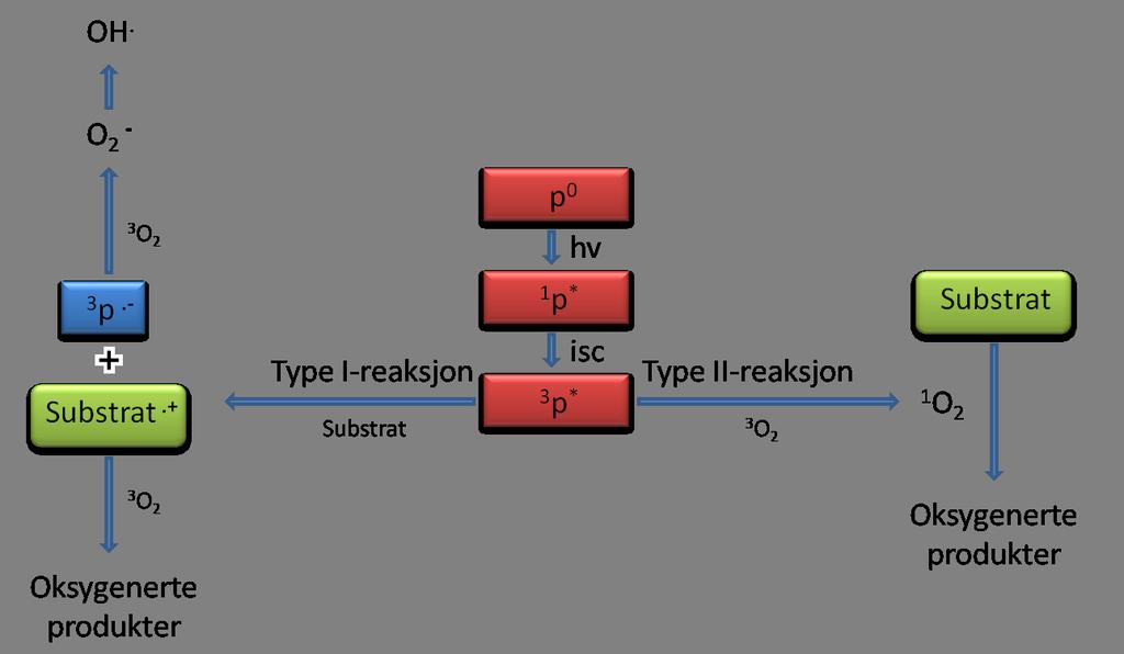 1 INNLEDNING Figur 1: Type I-reaksjon: Under anaerobe forhold kan den eksiterte fotosensitizeren, 3 p reagere direkte med organiske substrater ved oksydering [17].