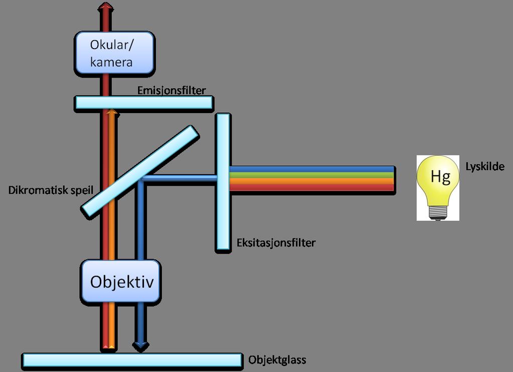 2 MATERIALER OG METODE Figur 12: Skjematisk gur av uorescensmikroskopi: Ved eksitasjonen ltreres lys gjennom eksitasjonslteret og går inn i lterblokken.