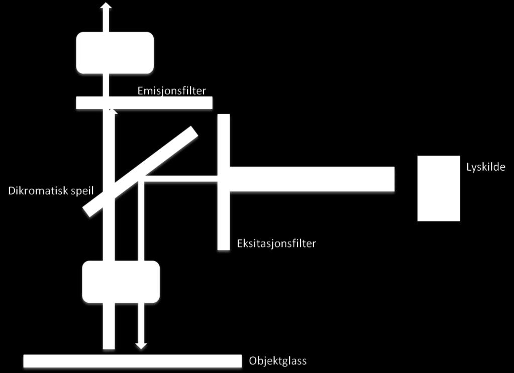 Et emisjonslter ltrerer lyset som slippes ut av lterblokken. Dette lyset kan detekteres av et kamera eller studeres med øyet gjennom okularet.