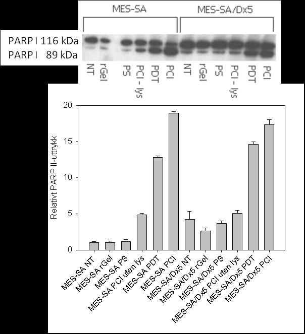 3 RESULTATER å ha et sterkere basaluttrykk av PARP II (ca 4 ganger), sammenliknet med MES-SA (P = 0,007).