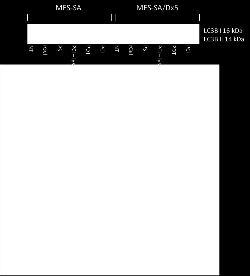 rgelonin-behandlede (PCI - lys), PDT-behandlede og PCI-behandlede celler 18-20 timer etter lys. Nedenfor blottet er LC3B II-kvantisering vist, normalisert mot ubehandlede MES-SAceller.