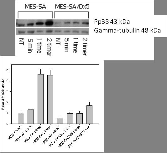 3 RESULTATER p38-fosforylering ble observert 5 minutter etter PDT i begge cellelinjer, og fosforyleringen økte 4,5 ganger for MES-SA (P < 0,001) og 3 ganger for MES- SA/Dx5 (P = 0,004) i forhold til