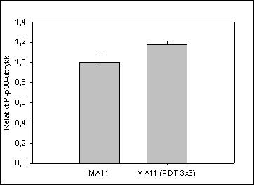 3 RESULTATER (a) (b) Figur 27: Fosforylering av p38 i MA11-celler og PDT-resistente MA11- celler: Grafen viser a) Western blott av p38-fosforylering i brystcancerlinjene MA11 og PDT-resistent MA11,
