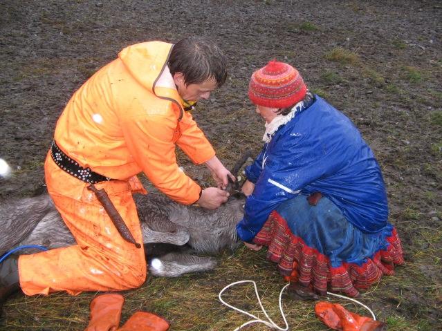 Fiskeri og havbruk I Nordreisa kommune er det 43 personer med fiske som hovedyrke (fiskermanntallets liste B) og 20 personer med fiske som deltidsyrke (liste A) per 1. januar 2013.