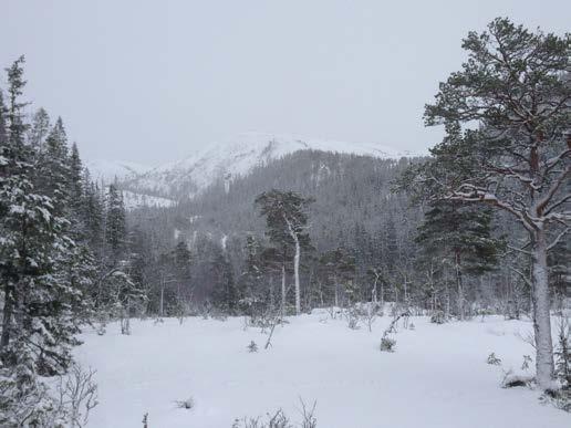 Grensa er trukket utenom hytter ved Løgnin. Området grenser til Aunskardet - Lakshølhaugen naturreservat i sørvest.