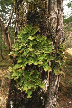 eldre enn 150 år og furu over 200 år. Dette skyldes igjen at skog som har stagnert i sin vekst, gir et annet livsmiljø enn skog som vokser.