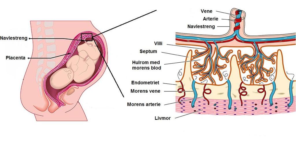 Fettvevet ansees for å være et endokrint organ, da det produserer og skiller ut hormoner (adipokiner) (9). De fleste adipokinene produseres og skilles ut i økende grad ved økende mengde fettvev.