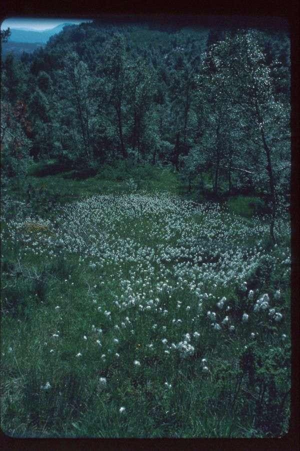 Tysse meiner lokaliteten er botanisk verdifull. Også Odland (1993) trekker fram desse siga som spesielle botaniske område.