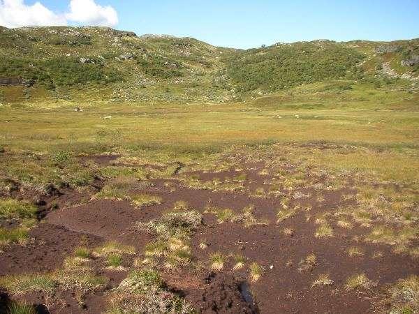 Begge bileta er frå myra ved Finndalsstølen som er ei mosaikkprega myr. Lokalitet: Breidastølen, Nyastølen og Furedalen over Tjøstheim (LL 578 937) Moh: 500-600 Undersøkt: 29.08.