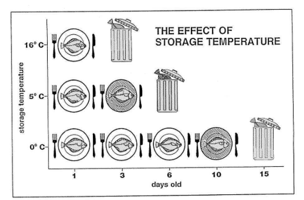 Figur 2. Sammenhengen mellom temperatur og holdbarhet for torsk (Archer et al.