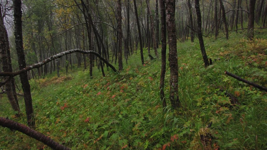 (Athyrium filix-femina). Denne skogen må betegnes som triviell og har liten verdi for biologisk mangfold. Figur 10. Ensjiktet skog av middels gammel bjørk langs øvre deler av rørtraseen.