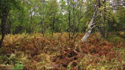 På noen små flekker på nivå med Helgeli gård er det dominans av storbregner (Fig. 10). Det kan se ut som dette er noe flompåvirket og det er også noe innslag av gråor (Alnus incana) i dette området.