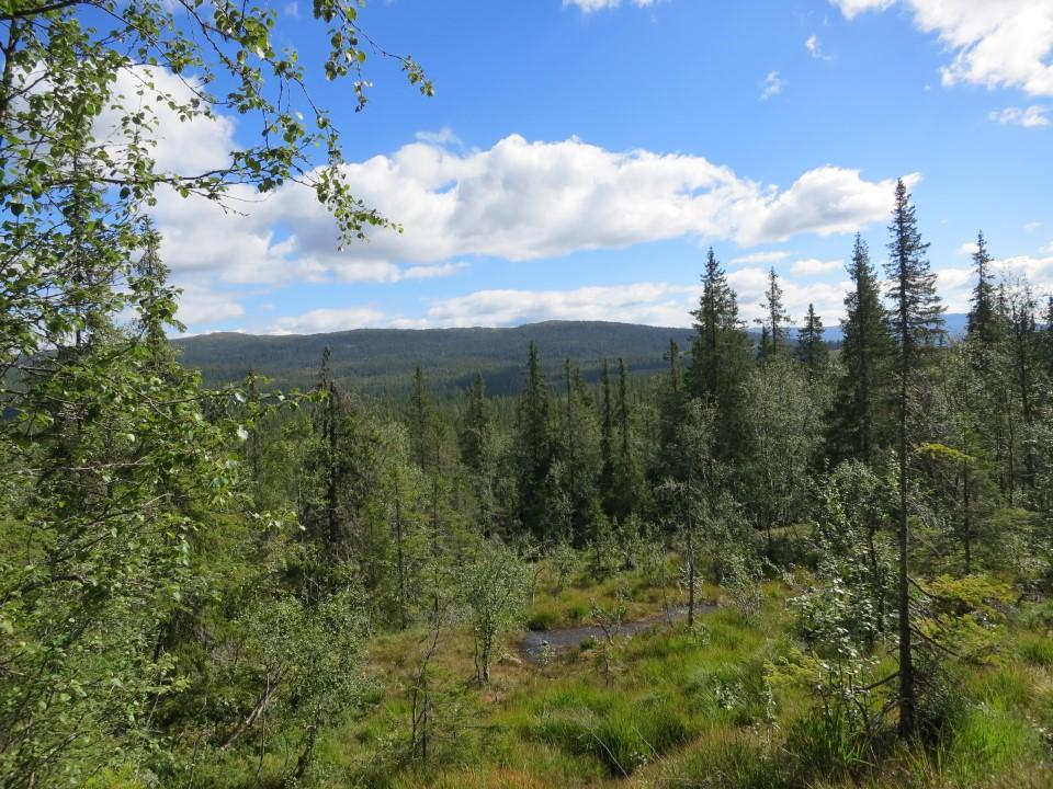 Foto: Øivind Gammelmo Skirvedalen.