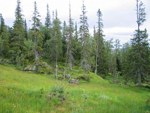 Klepsland Storvokst granskog med mye gubbeskjegg