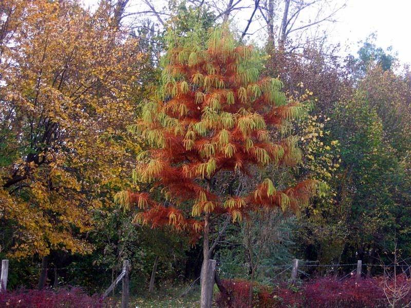 Pinus wallichiana Хималајски боровац. После кедра најзначајније дрво Хималаја. Пење се до 3000 m надморске висине. Достиже висину до 50m. Крошња је ретка, са дугачким висећим гранама.