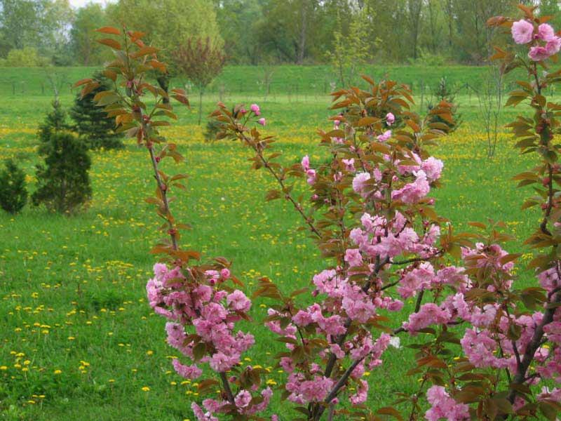 слика 6. Јапанска трешња Prunus serrulata - Јапанска трешња. Листопадно дрво висине 10-25 m широко овалне густе крошње. Листови дуги, елиптични. Цветови су полупуни, ружичасти груписани у гроњама.