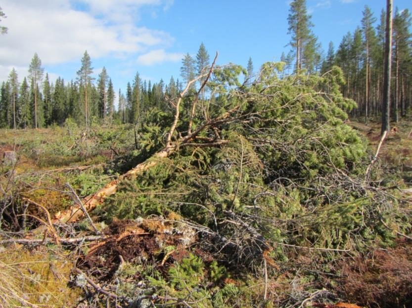 Rapportering: Fyll inn skjema (tabell 1) på siste side og send til karen.mathisen@hihm.