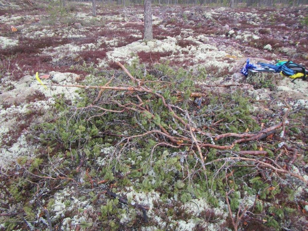 Figur 3 Denne haugen er for liten, hogstavfallet kommer ikke over snøen.